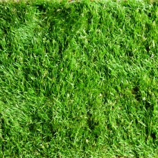 Premium Lawn Turf